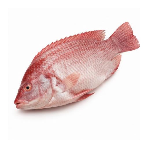 Tilapia roja