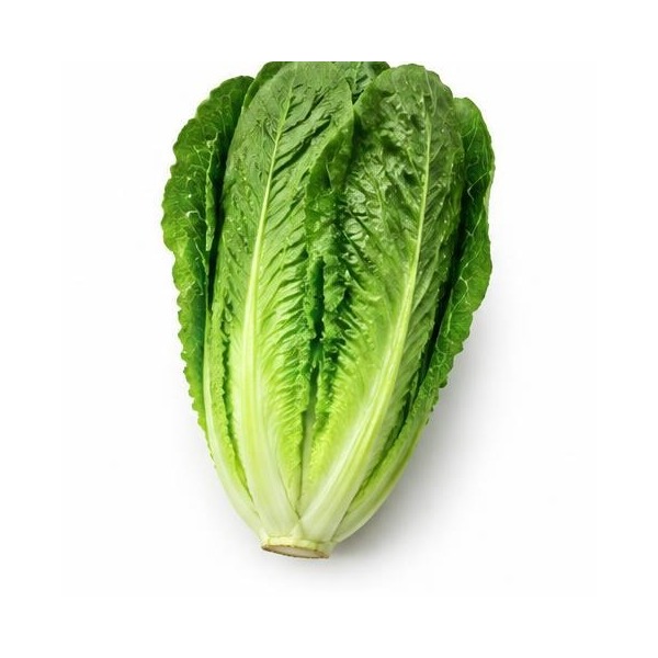 Lechuga romana