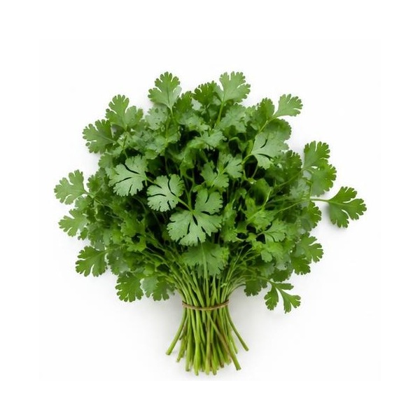 Cilantro